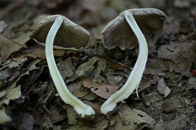 candolleomyces-candolleanus7