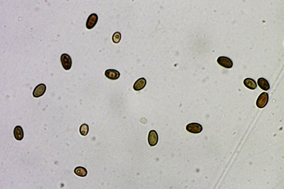 candolleomyces-candolleanus8