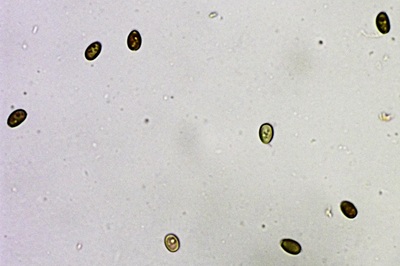 candolleomyces-candolleanus9