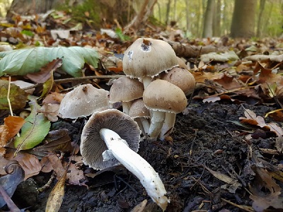 Candolleomyces leucotephrus