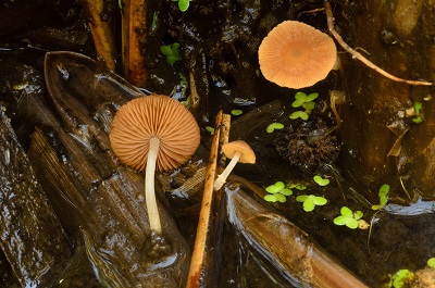 Candolleomyces typhae