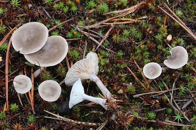 Cantharellula umbonata