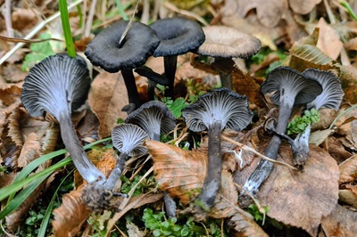 Cantharellus cinereus