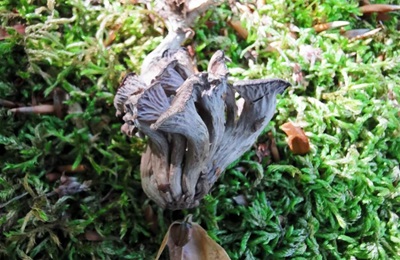 cantharellus-cinereus2