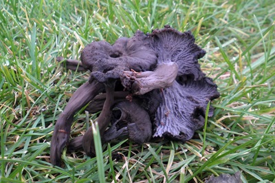cantharellus-cinereus3