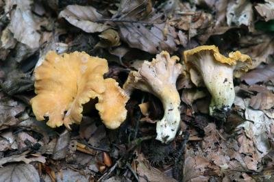 Cantharellus ianthinoxanthus