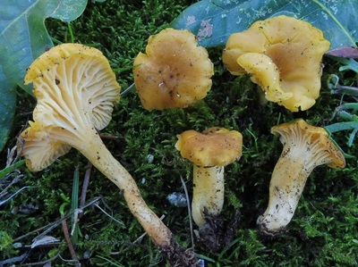 Cantharellus romagnesianus