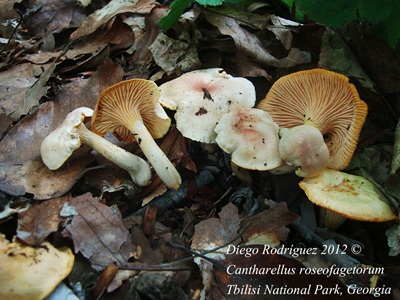 Cantharellus roseofagetorum