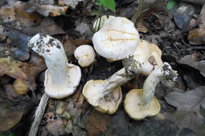 cantharellus-subalbidus1