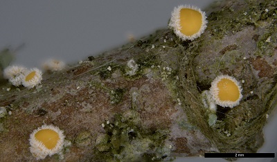 Capitotricha bicolor