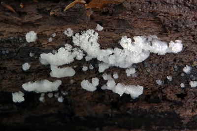 ceratiomyxa-fruticulosa1