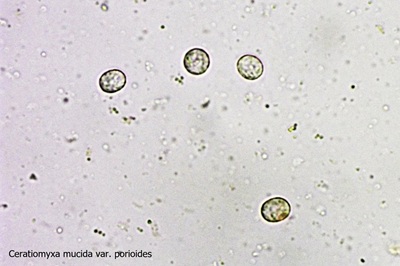 ceratiomyxa-fruticulosa11