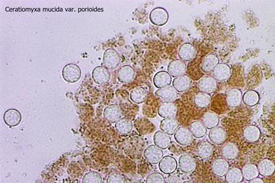ceratiomyxa-fruticulosa12