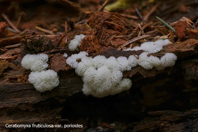 ceratiomyxa-fruticulosa6