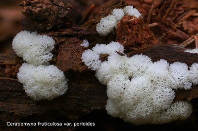 ceratiomyxa-fruticulosa7
