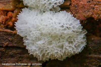 ceratiomyxa-fruticulosa8
