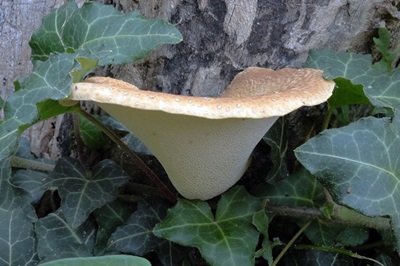 Cerioporus squamosus