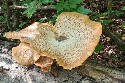 cerioporus-squamosus3