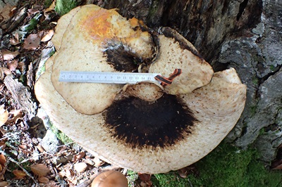 cerioporus-squamosus5