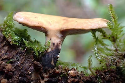 Cerioporus varius