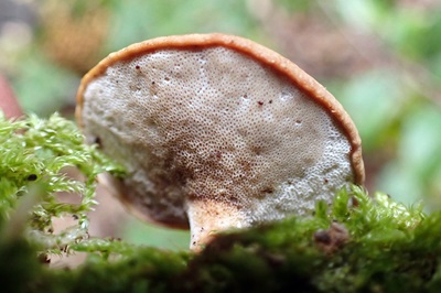 cerioporus-varius1