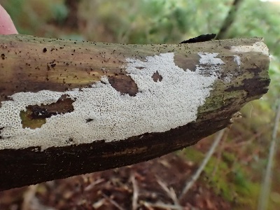 Ceriporia reticulata