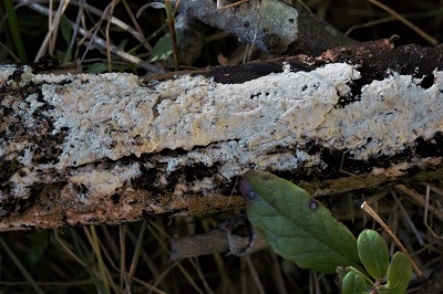 Ceriporia viridans