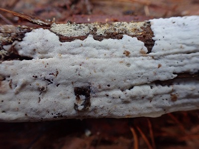 Ceriporiopsis jelicii