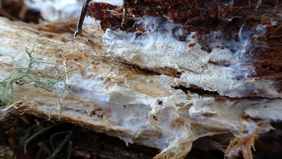 Ceriporiopsis mucida