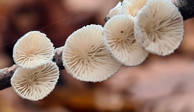 Chaetocalathus craterellus