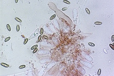 chalciporus-piperatus11