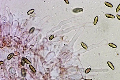 chalciporus-piperatus12