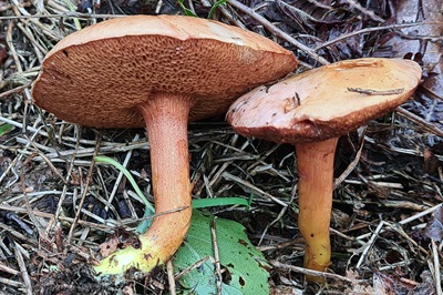 chalciporus-piperatus3