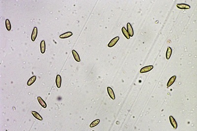 chalciporus-piperatus9