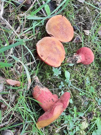 Chalciporus rubinus
