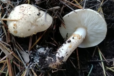Chamaemyces fracidus