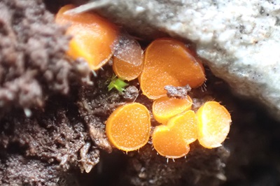 Cheilymenia fimicola