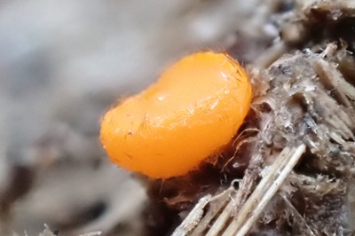 cheilymenia-fimicola1