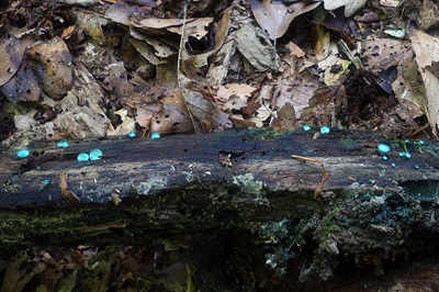 chlorociboria-aeruginascens1
