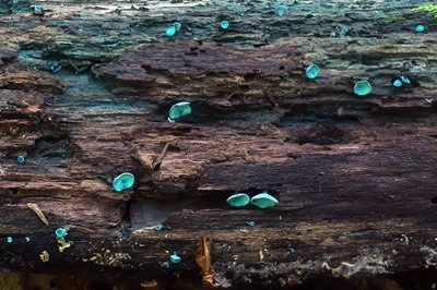 chlorociboria-aeruginascens2