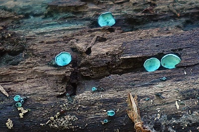 chlorociboria-aeruginascens3