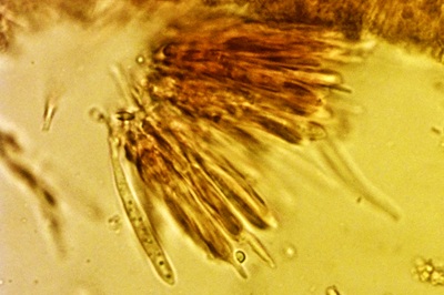 chlorociboria-aeruginascens7