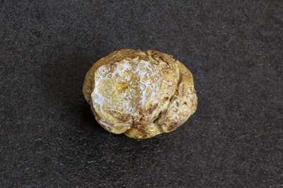 Choiromyces meandriformis
