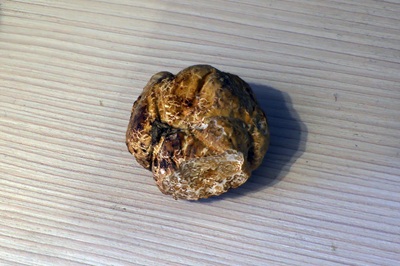 choiromyces-meandriformis1