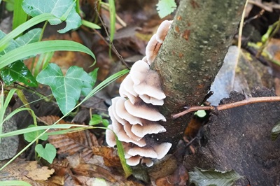 chondrostereum-purpureum2