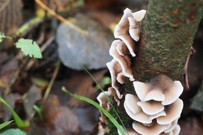 chondrostereum-purpureum3