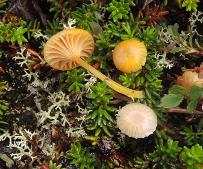 Chromosera citrinopallida