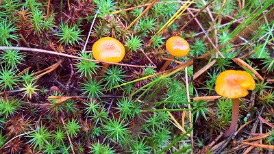 Chromosera xanthochroa