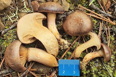 Chroogomphus mediterraneus