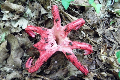 clathrus-archeri1